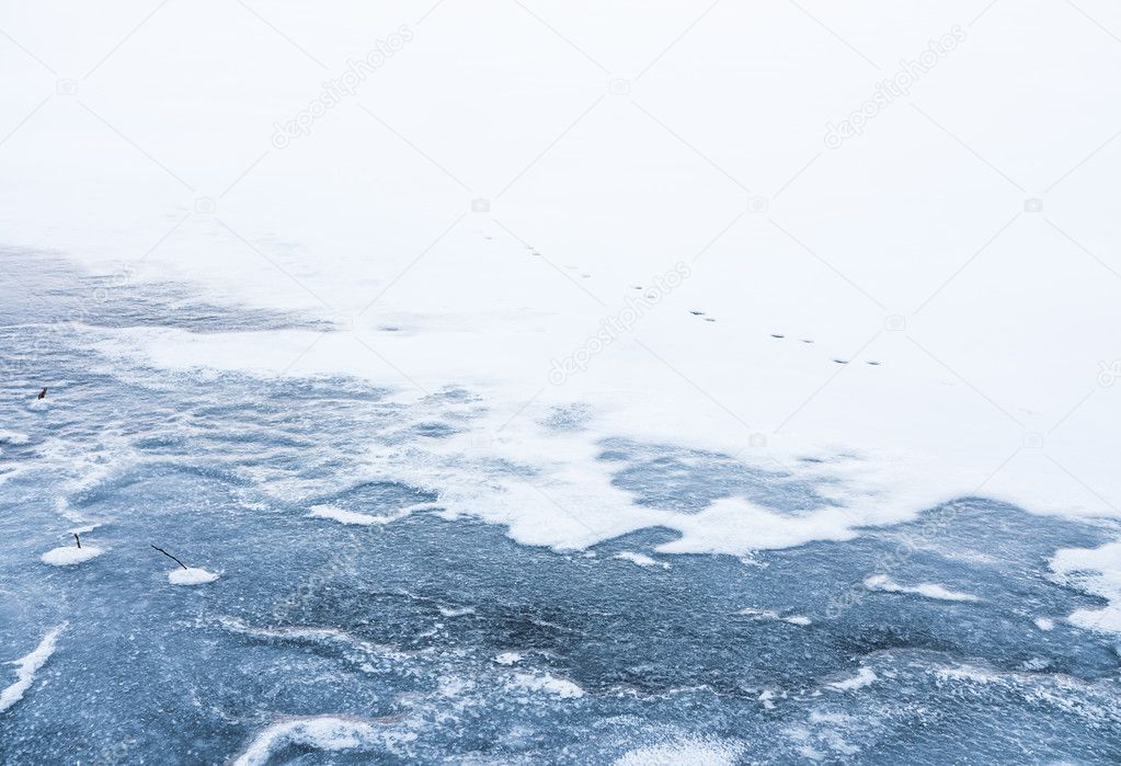 Animal Footprints on Ice