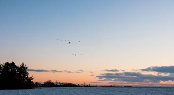 Kanada kazlar günbatımında uçan akın