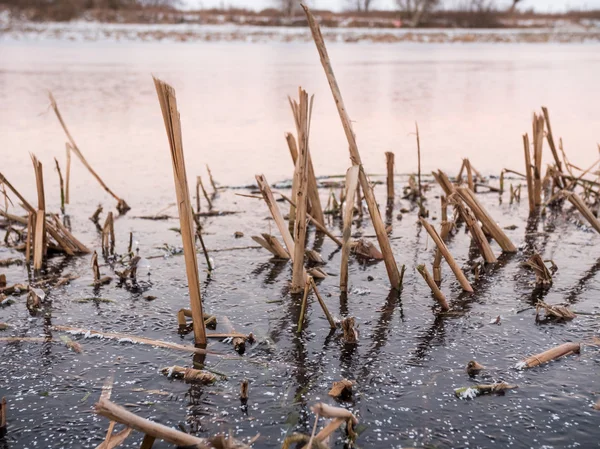 İsveç'te buz dondurulmuş ortak Bulrush