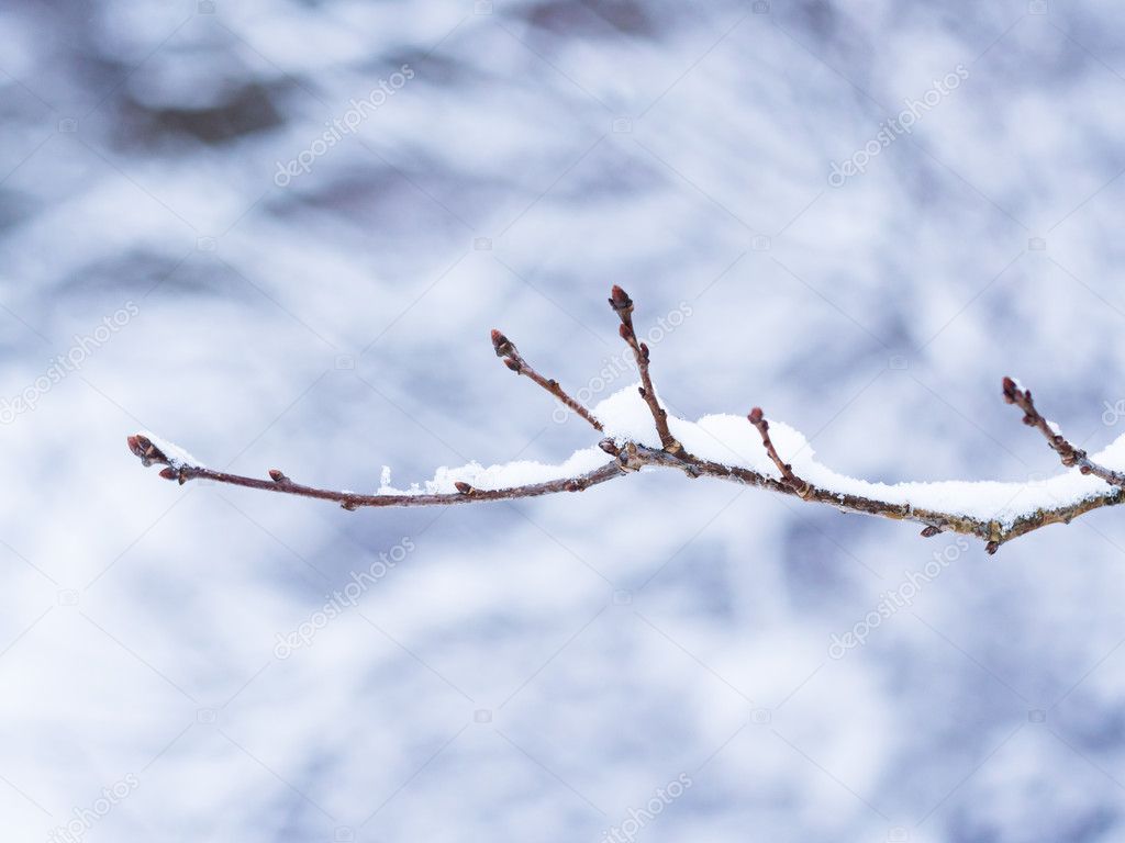 Snowy Winter Branch With Buds in Sweden