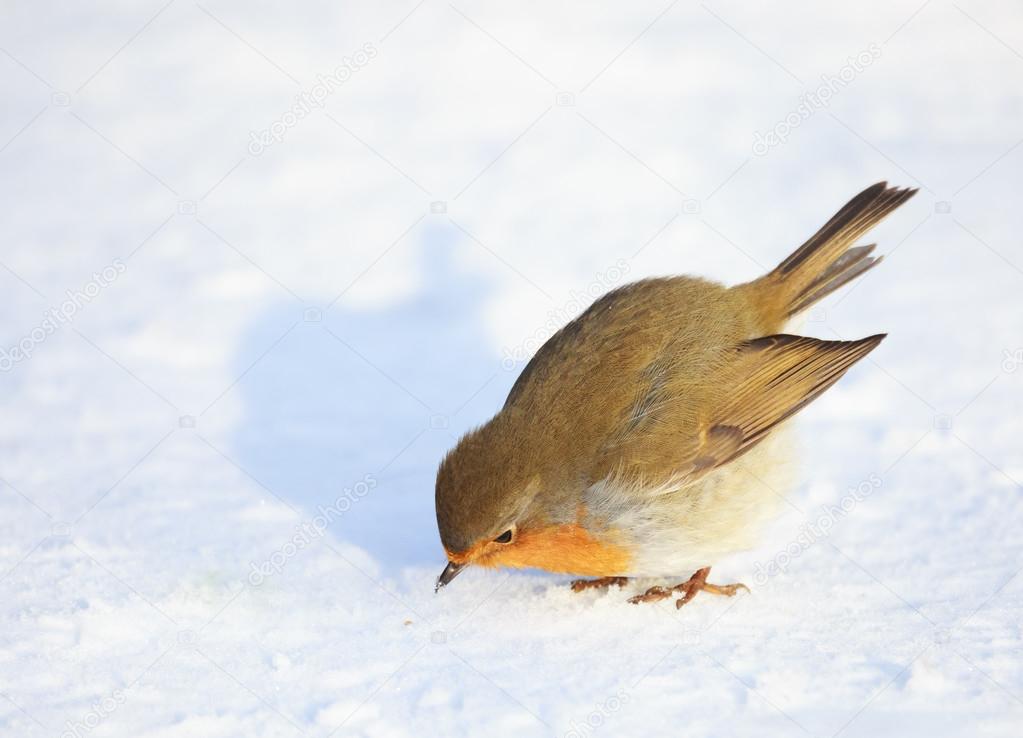 European Robin on Snow