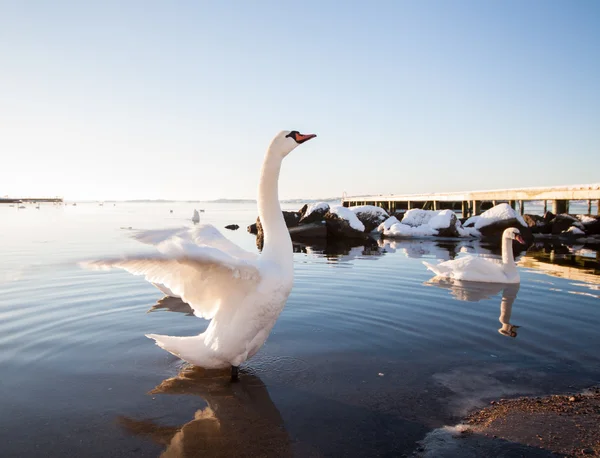 Swan Spreads Wings Royalty Free Stock Photos