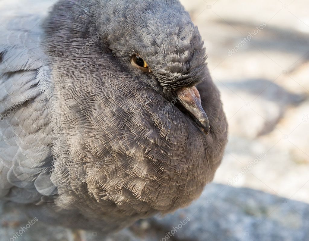 Pigeon Close-up Portrait