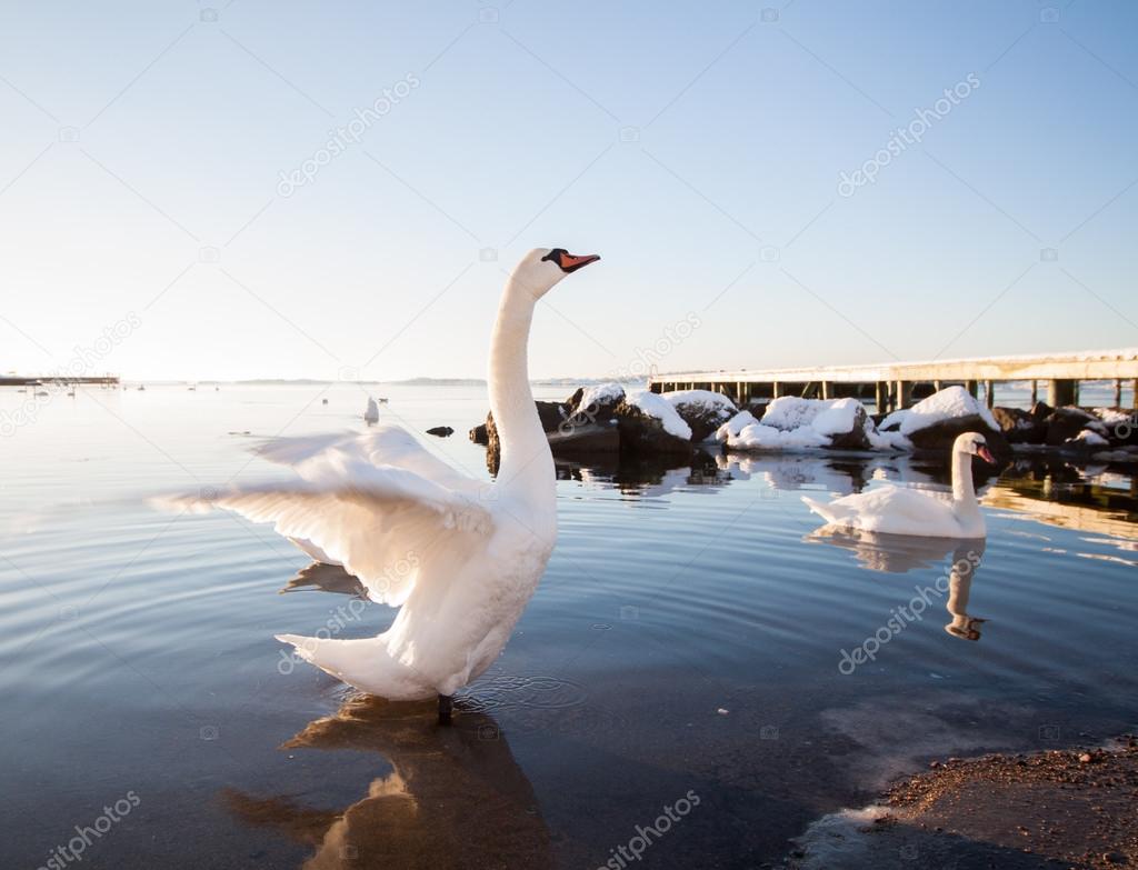 Swan Spreads Wings