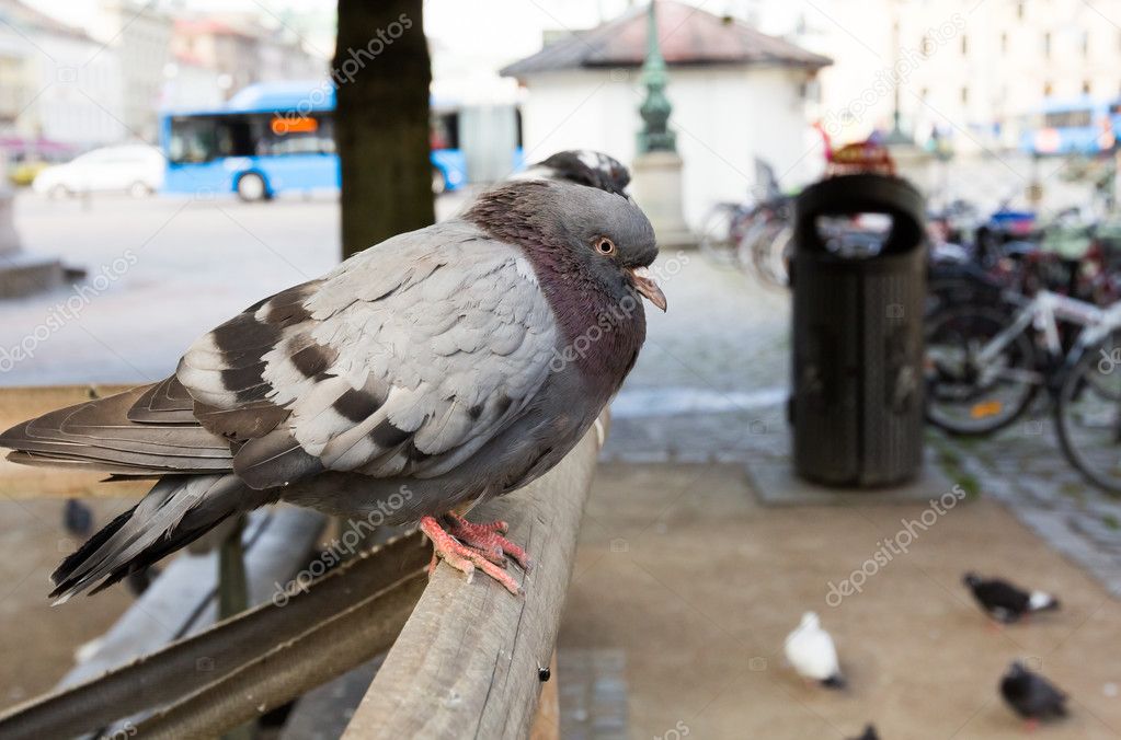 Pigeon in Gothenburg