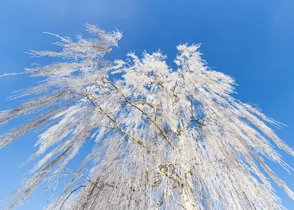 Kışın huş ağacı