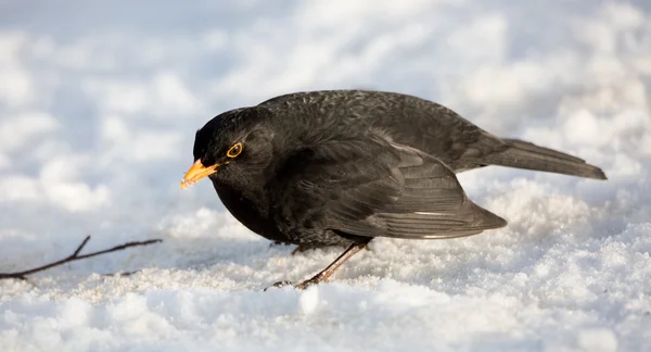Erkek ortak karatavuk (Turdus merula) üzerinde kar portre. Avrasya. Yer: Lund, İsveç.