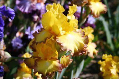 parlak Iris çiçeği