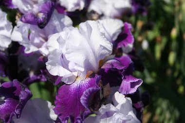 parlak Iris çiçeği