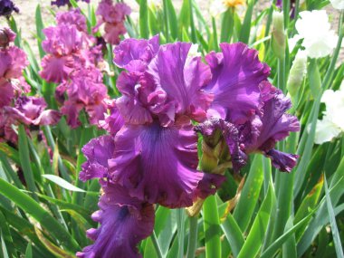 parlak Iris çiçeği