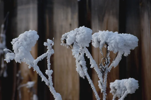 Baies d'aubépine givrées dans le jardin . — Photo