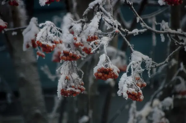 Baies d'aubépine givrées dans le jardin . — Photo