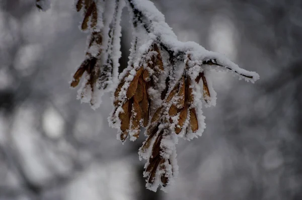 Baies d'aubépine givrées dans le jardin . — Photo