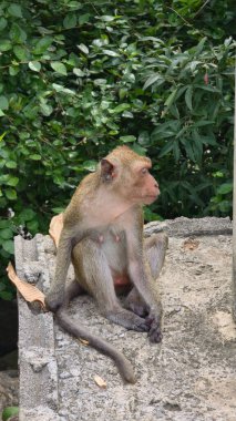 Bir maymun sakin bir şekilde doğal ortamında tünemiş, meraklı, enerjik ve şakacı tavrını sergiliyor Hua Hin Tayland