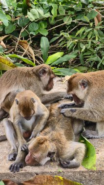 Anne ve bebek maymunlar arasındaki yakın etkileşim primat tımar etme davranışları ile betimlenen duygusal bağlantı Hua Hin Tayland