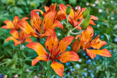 Turuncu zambak çiçekleri çalılık yakın