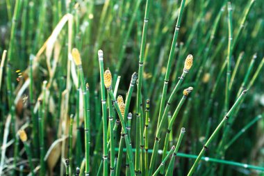 Equisetopsida plant or horsetails in forest. Vascular plants. Nature. clipart