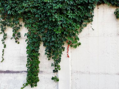 Tırmanma bitkisi Virginia Creeper (Parthenocissus quinquefolia) ile dokulu eski duvarın arka planı. Murorum üzerinde çalışıyorum. Sonbahar mevsiminde bitki, yakın plan doğa..