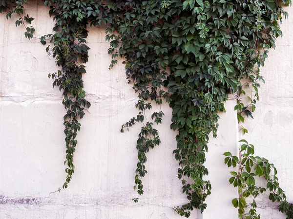 Tło Teksturowanej Starej Ściany Roślin Wspinaczkowych Virginia Creeper Parthenocissus Quinquefolia — Zdjęcie stockowe