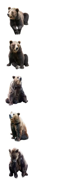 Sada Hnědého Medvěda Bílém Pozadí Svislý Rámec — Stock fotografie