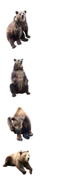 Zestaw Niedźwiedzia Brunatnego Białym Tle Rama Pionowa — Zdjęcie stockowe