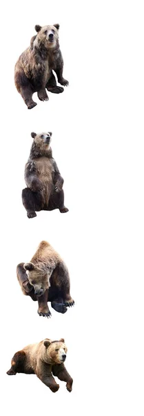 Set Von Braunbär Auf Weißem Hintergrund Vertikaler Rahmen — Stockfoto