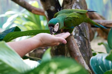 Papağan eliyle yiyor