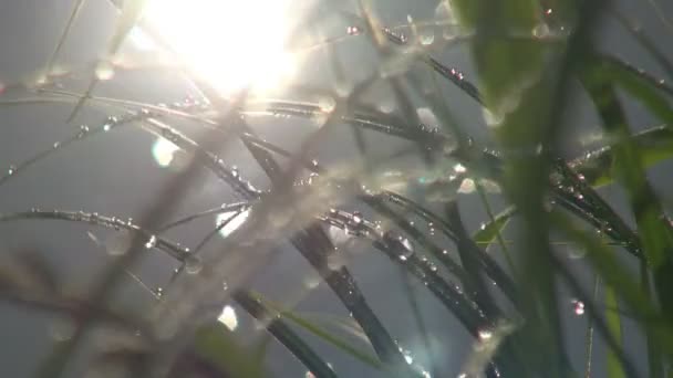 Zelená tráva s kapkami Rosy na řece — Stock video