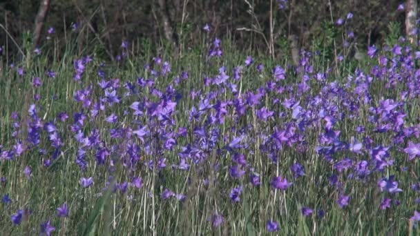 Fiori Campane blu su un prato selvaggio — Video Stock