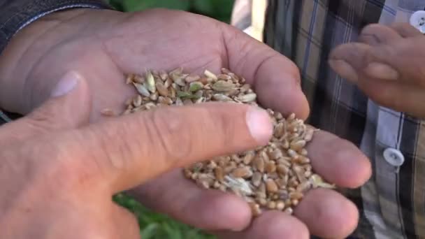 Cereali di grano in mani dell'agricoltore — Video Stock