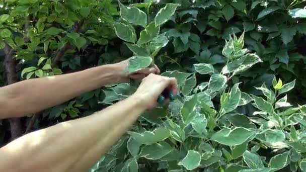 Beskärning en bush trädgårds-växten hand med sax — Stockvideo