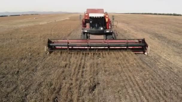 Combine Harvester on the Field, Cleaning Linen, Photography Aerial — Stock Video