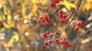 arka plan bulanık ile sonbahar bir şube nehrin üzerinde küçük kırmızı elmalar