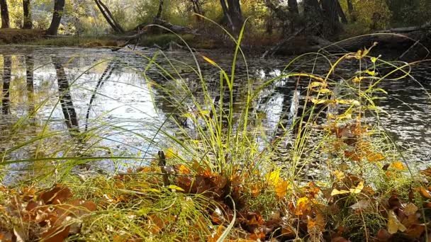 Sonbahar eski park su birikintisi — Stok video