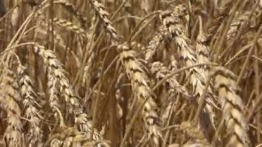 buğday Rüzgar yakın çekim sallanan altın kulaklar
