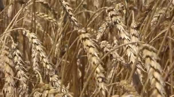 Золотые колосья пшеницы, раскачивающиеся на ветру крупным планом — стоковое видео