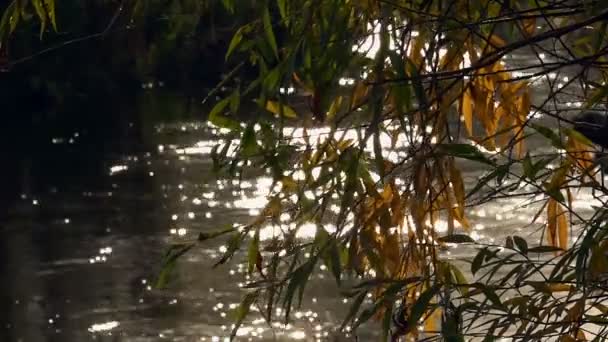 Ramas de sauce amarillo-verde sobre el río en el resplandor del sol — Vídeo de stock