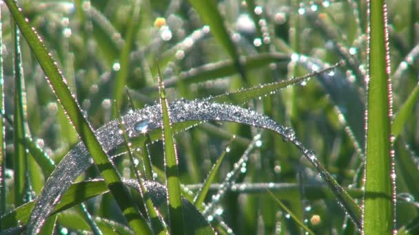 Dew on the grass leaves in sunlight — Stock Video