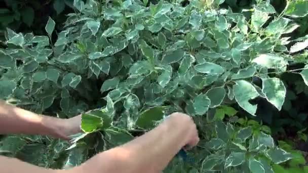 Žena škrtů bush v zahradě — Stock video