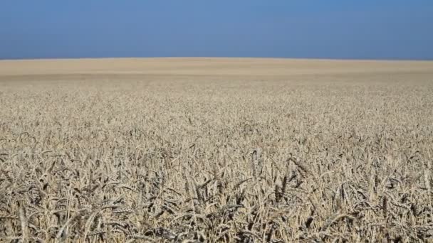 Field of ripe wheat, panorama — Stock Video