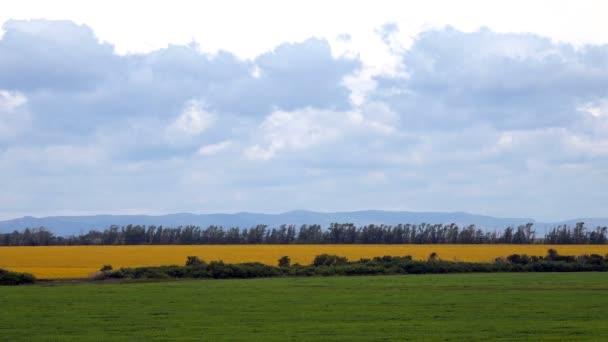Campos de Milho Floração Girassol em um fundo de montanhas Nuvens céu de verão — Vídeo de Stock