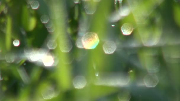 Abstract green blurred background, bokeh, light glare — Stock Video