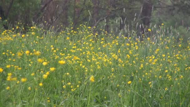 Glade Flores amarillas en un bosque bajo la lluvia — Vídeos de Stock