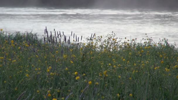Żółte kwiecie na brzegu rzeki rozmyte tło woda rano mgły, powolny przepływ — Wideo stockowe