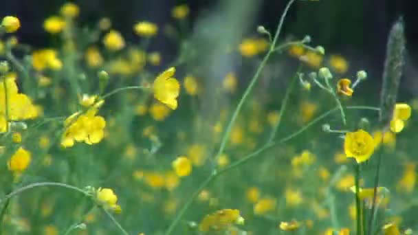 Piccoli fiori gialli su un prato selvaggio ondeggianti nel vento — Video Stock