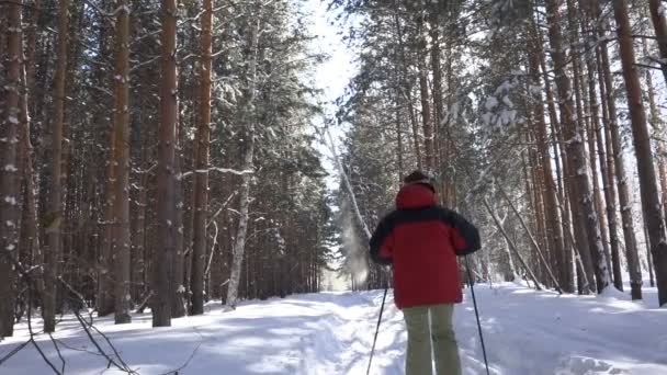 Dos mujeres esquiando, caminando en el bosque de pinos de invierno — Vídeos de Stock