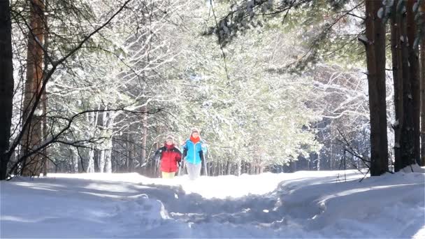 Две женщины катаются на лыжах, прогулки в зимнем сосновом лесу, подсветка — стоковое видео