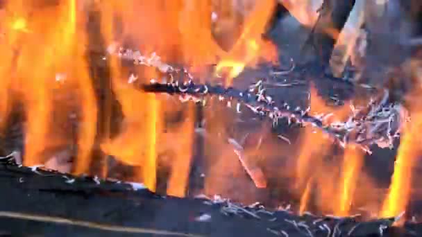 Fuego en un picnic, troncos ardiendo, grandes — Vídeo de stock