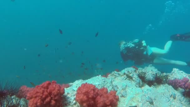 Mergulho, fotógrafa menina, Recife de coral subaquático, dia ensolarado, corais coloridos — Vídeo de Stock