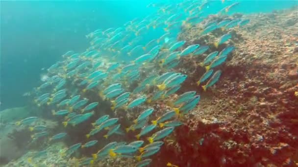 Tropikal balık, su altında mercan resifleri akın — Stok video
